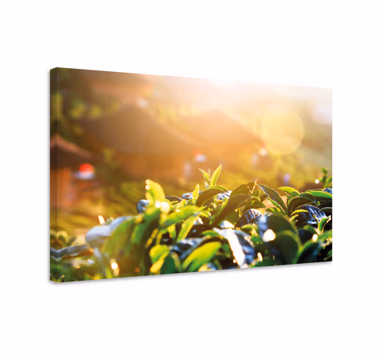 Tableau fleurs et plantes feuilles de thé du matin - TenStickers