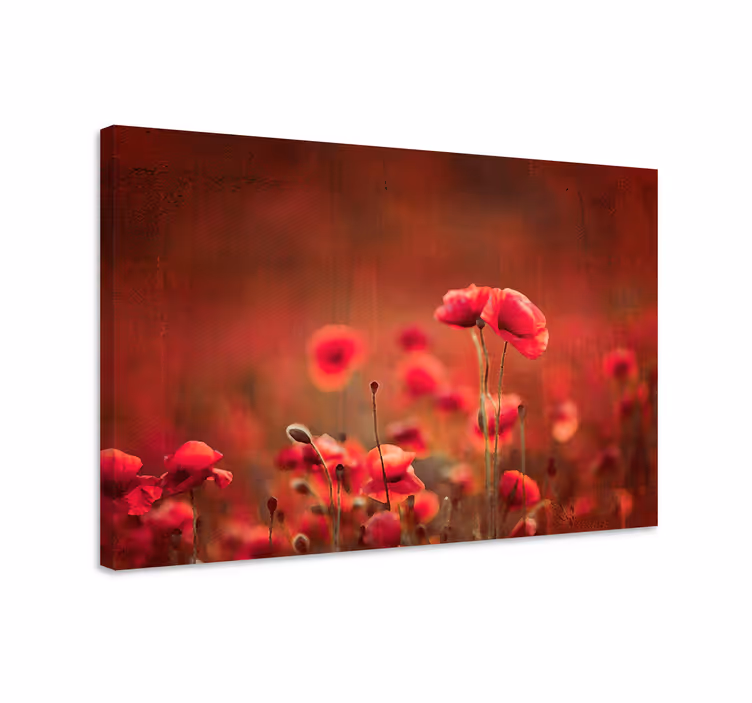 Tableau fleurs et plantes prairie de coquelicots radieuse - TenStickers