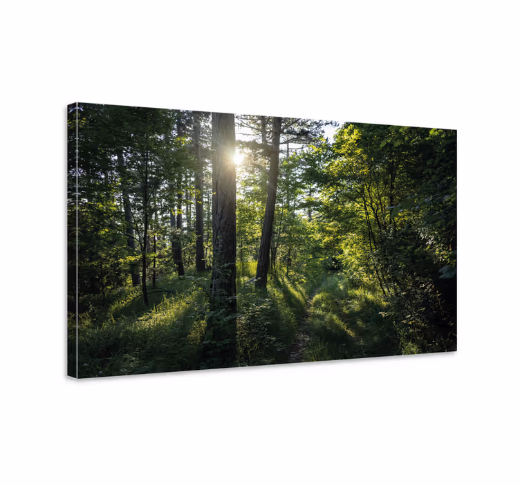 Tableau paysage sentier forestier illuminé - TenStickers