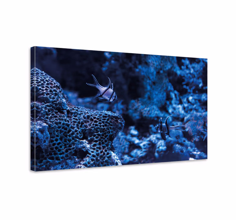 Tableau mer poissons des récifs coralliens - TenStickers