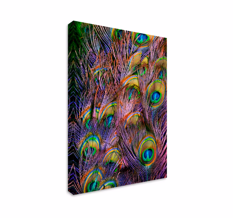 Tableau oiseaux Plume de paon - TenStickers