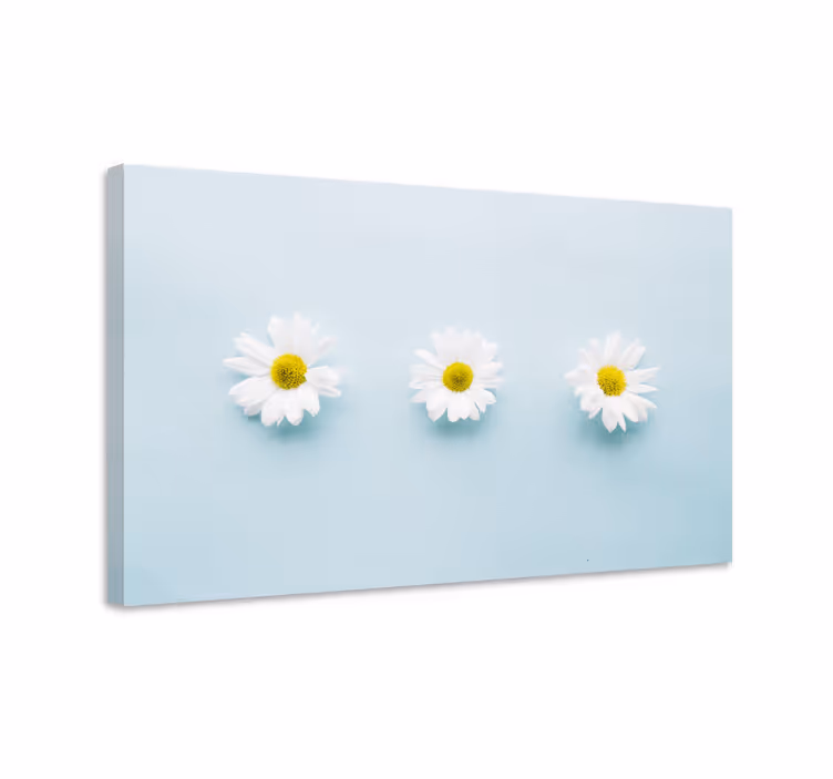 Tableau fleurs et plantes trio de marguerites - TenStickers