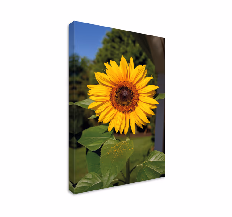 Tableau fleurs et plantes fleur de tournesol ensoleillée - TenStickers