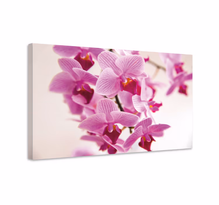 Tableau fleurs et plantes orchidées délicates - TenStickers