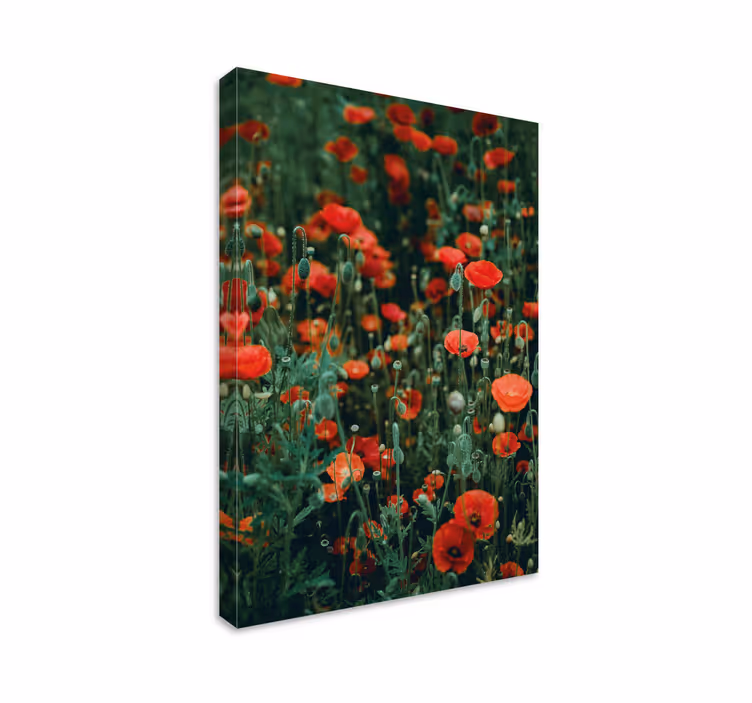 Tableau fleurs et plantes champ de coquelicots rouges - TenStickers