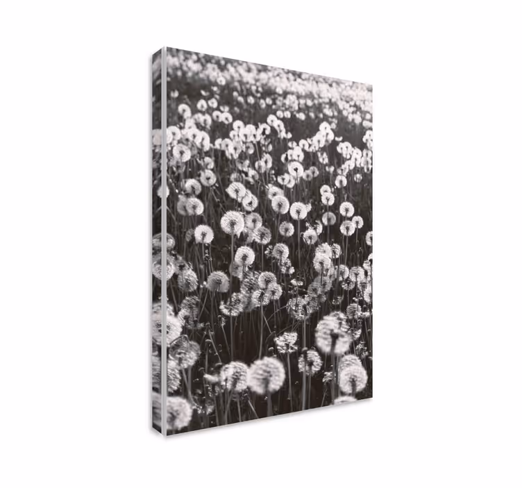 Tableau fleurs et plantes pétales de pissenlit délicats - TenStickers