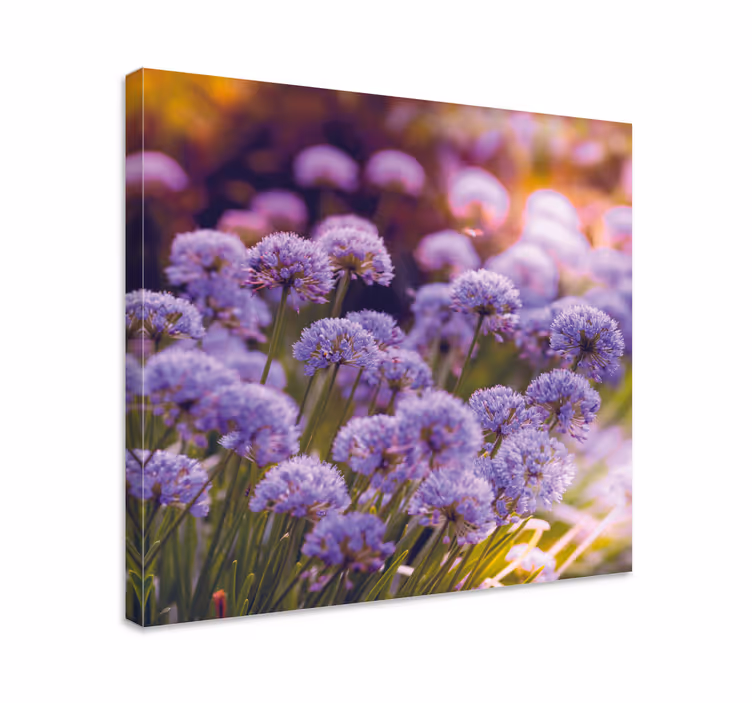 Tableau fleurs et plantes fleurs violettes éclatantes - TenStickers