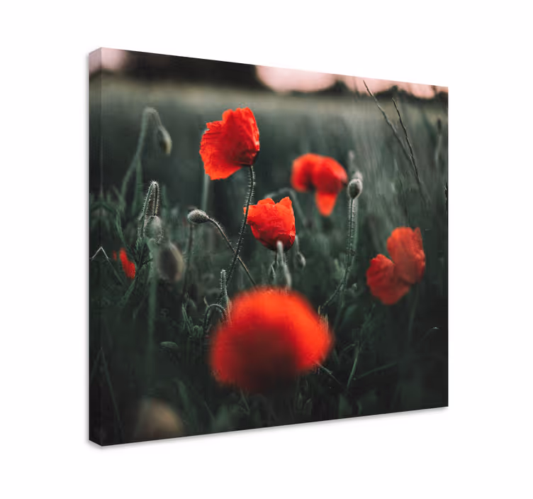 Tableau fleurs et plantes Éclatantes fleurs de coquelicot - TenStickers