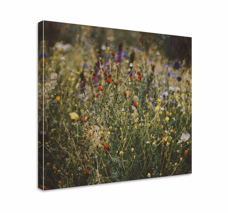 Tableau fleurs et plantes champ de fleurs sauvages - TenStickers