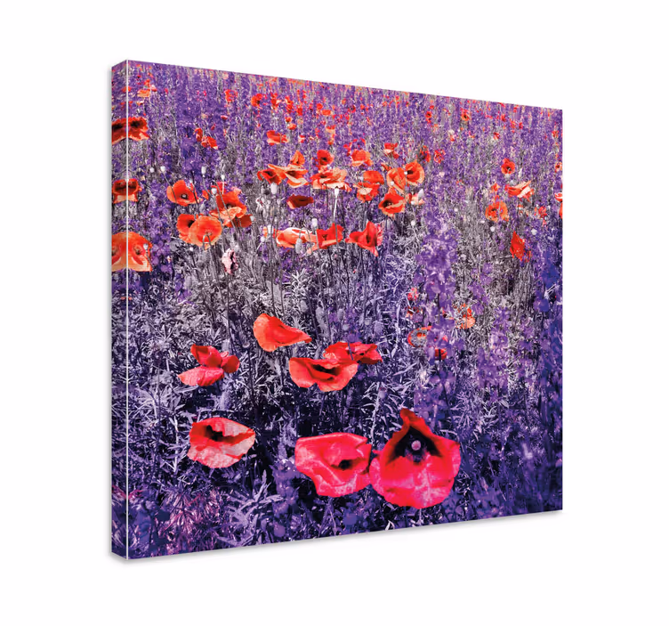 Tableau fleurs et plantes champ de coquelicots lumineux - TenStickers