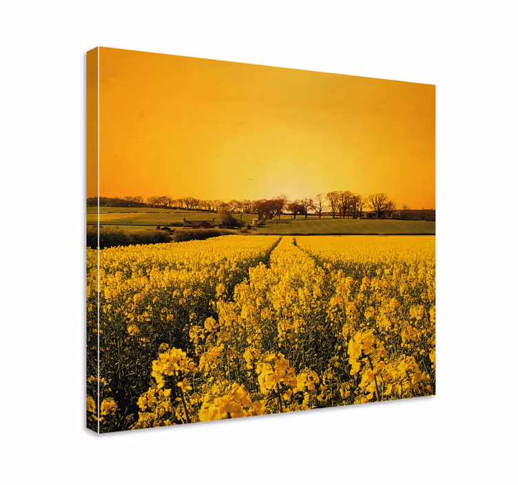Tableau fleurs Champ de fleurs jaunes - TenStickers