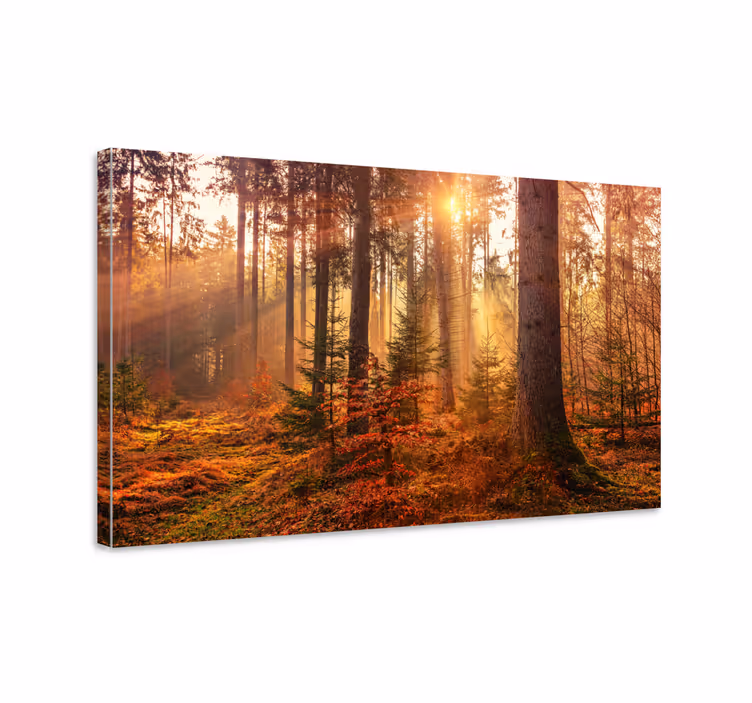 Tableau arbres sérénité de la forêt - TenStickers