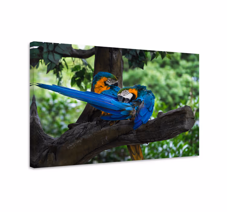 Tableau chiens perroquets colorés en duo - TenStickers