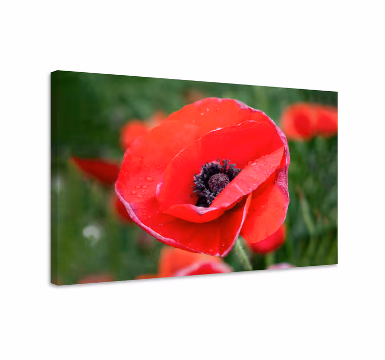 Tableau fleurs coquelicot en gros plan - TenStickers