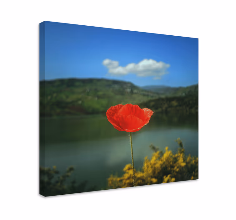 Tableau fleurs et plantes coquelicot rouge - TenStickers
