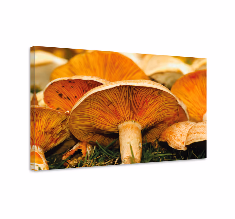 Tableau fleurs et plantes détails de champignon - TenStickers