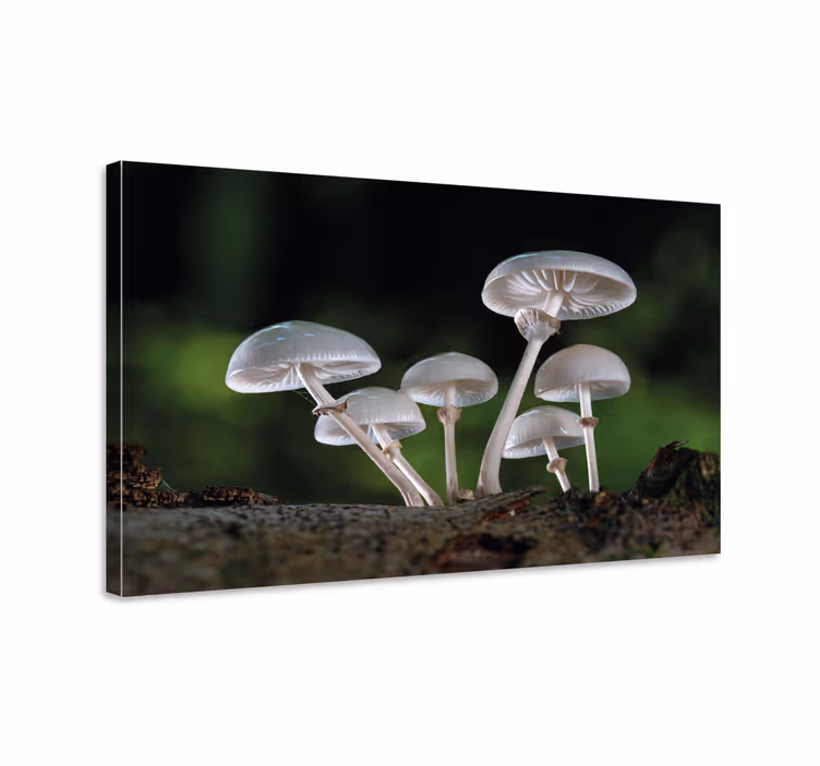 Tableau fleurs et plantes scène de forêt de champignons - TenStickers