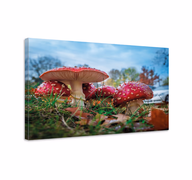 Tableau fleurs et plantes champignon rouge en grappe - TenStickers