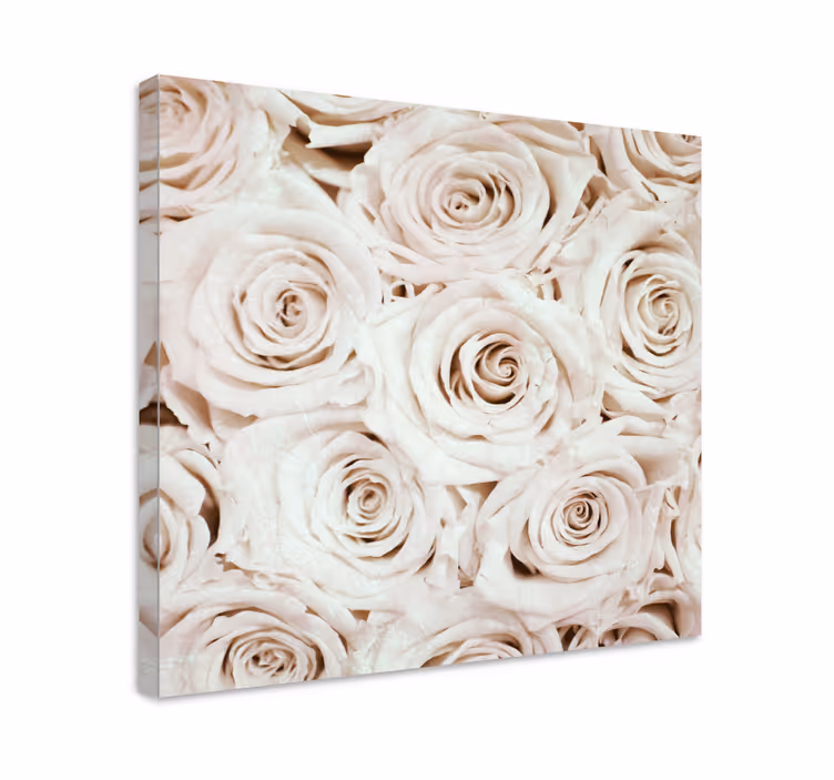 Tableau fleurs et plantes fleur de rose douce - TenStickers