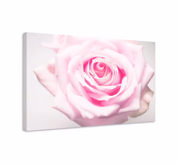 Tableau fleurs et plantes Éclosion de rose blush - TenStickers