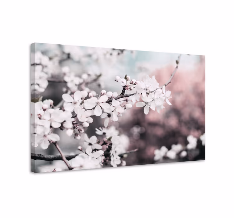 Tableau fleurs et plantes fleur de cerisier blanche - TenStickers