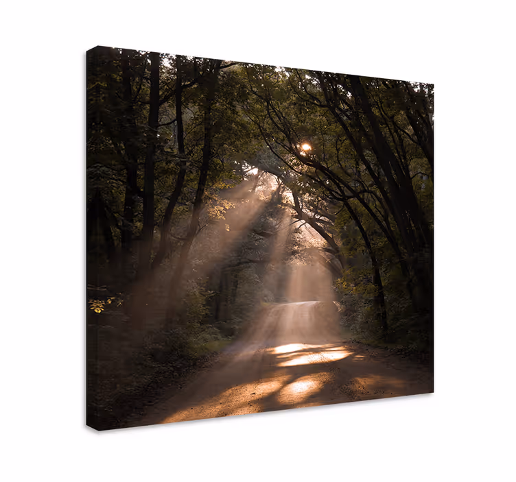 Tableau paysage sentier ensoleillé dans les bois - TenStickers