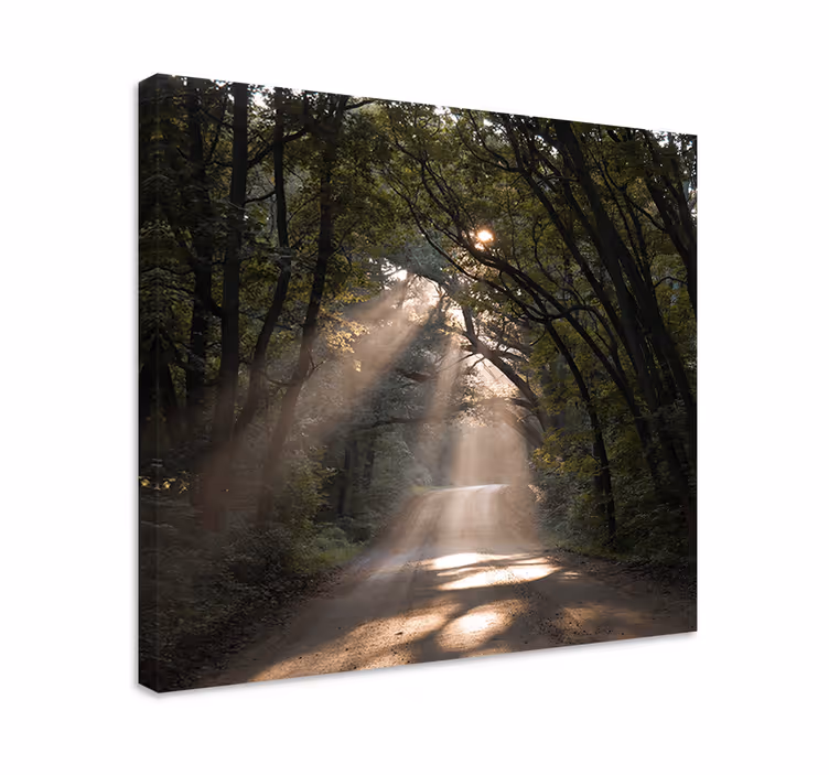 Tableau paysage sentier ensoleillé en forêt - TenStickers