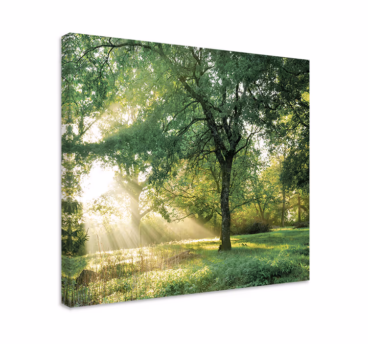 Tableau arbres lumière du soleil à travers les arbres - TenStickers
