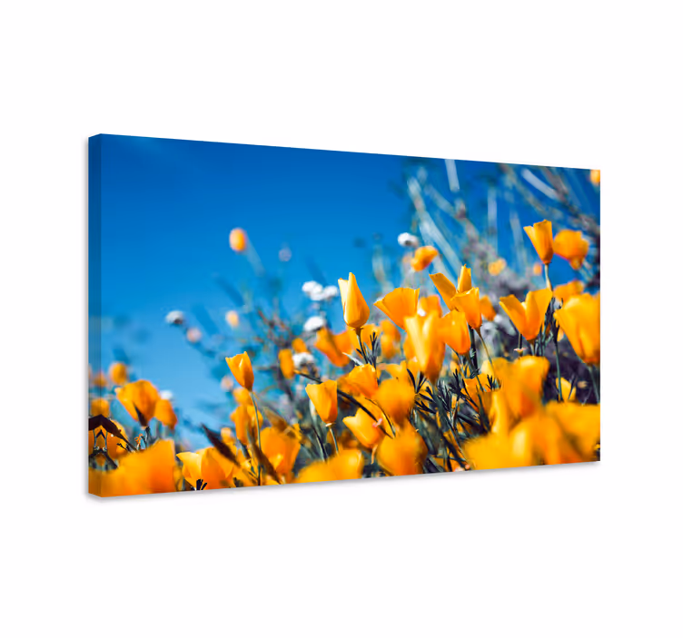 Tableau fleurs pavots de Californie - TenStickers