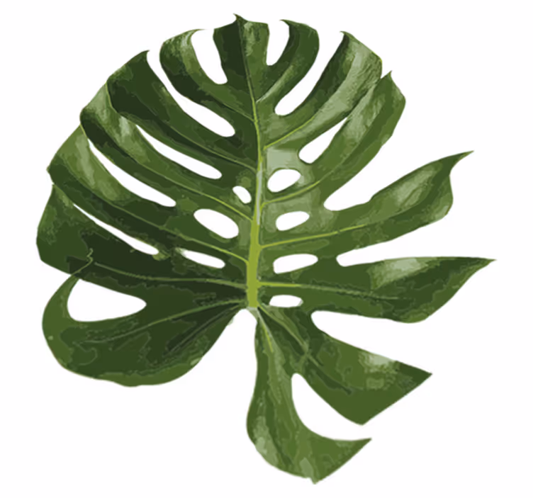 Tapis vinyle plantes feuille de monstera délicieuse - TenStickers