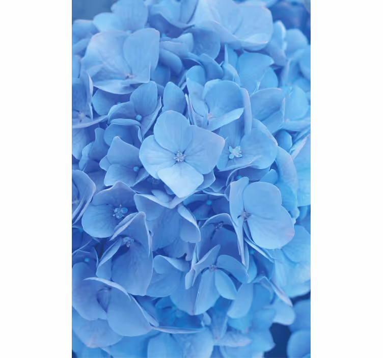 Papier peint floral fleur d'hortensia - TenStickers