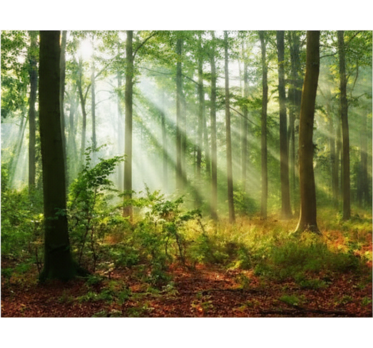 Store enrouleur arbre lumière naturelle en forêt - TenStickers