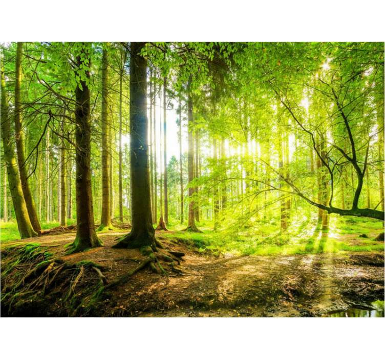 Store enrouleur arbre vallée montagne verdoyante - TenStickers