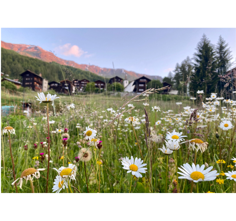 Store enrouleur bureau paysage floral de village - TenStickers