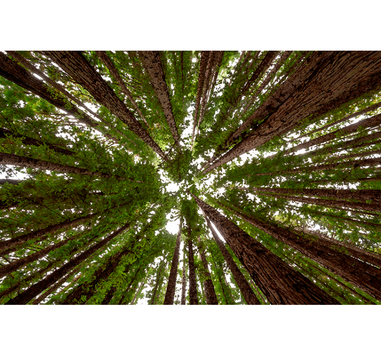 Store enrouleur arbre conception de grande verrière - TenStickers