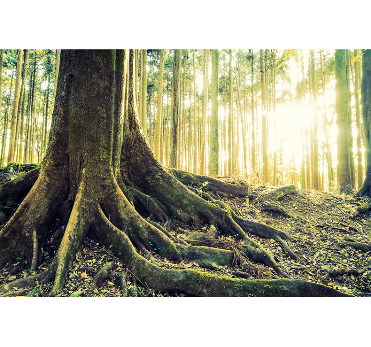 Store enrouleur arbre racines majestueuses de la forêt - TenStickers