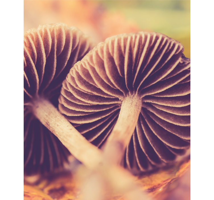 Stores enrouleurs fleurs et plantes branchies de champignons - TenStickers