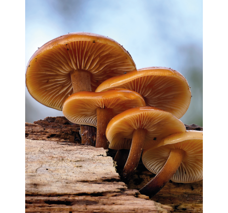 Stores enrouleurs fleurs et plantes croissance champignons - TenStickers