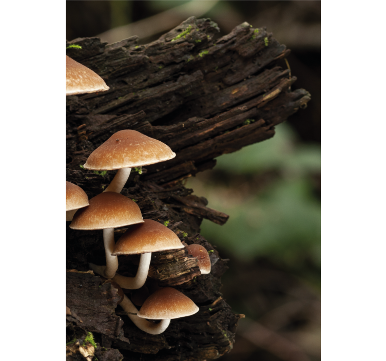 Stores enrouleurs fleurs et plantes champignons sur bois - TenStickers