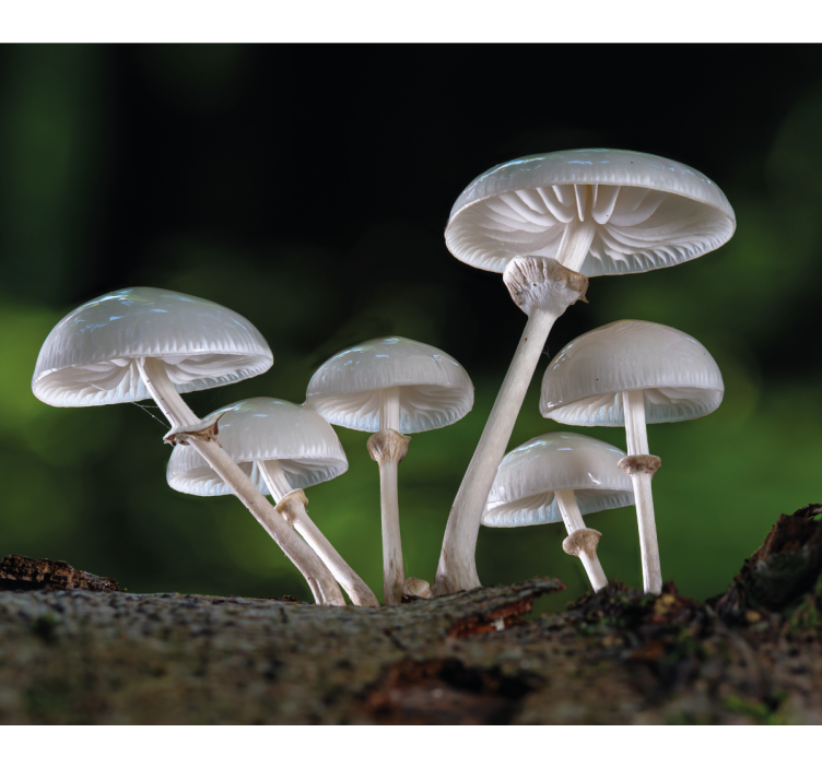 Stores enrouleurs fleurs et plantes grappe de champignons - TenStickers