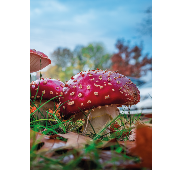 Stores enrouleurs fleurs et plantes champignons rouges vifs - TenStickers