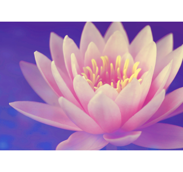 Store enrouleur cuisine fleur de lotus rose - TenStickers