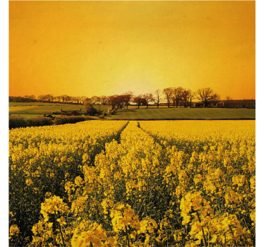 Store enrouleur bureau champ de fleurs jaunes - TenStickers
