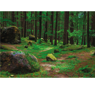 Store enrouleur bureau forêt verte avec arbres - TenStickers