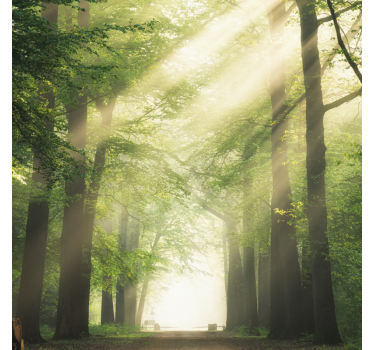 Store enrouleur bureau forêt verte avec soleil - TenStickers