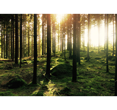 Store enrouleur bureau forêt ensoleillée - TenStickers