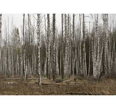 Store enrouleur bureau forêt de bouleaux gris - TenStickers