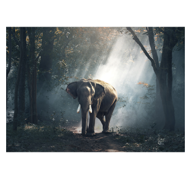 Store enrouleur bureau éléphant dans la forêt - TenStickers