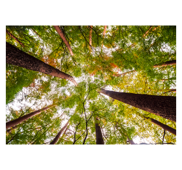 Store enrouleur bureau grands arbres en forêt - TenStickers