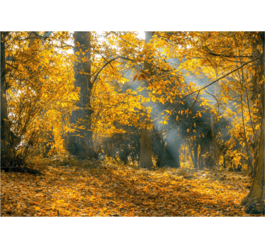 Store enrouleur bureau automne doré - TenStickers